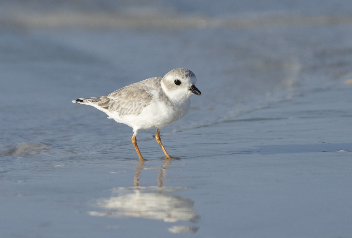 Piping Plover - ML642863621