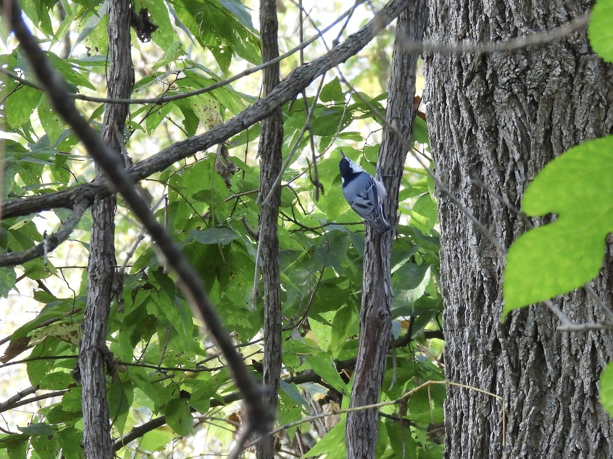 White-breasted Nuthatch - ML642863622