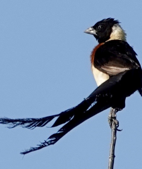 Eastern Paradise-Whydah - ML642863623