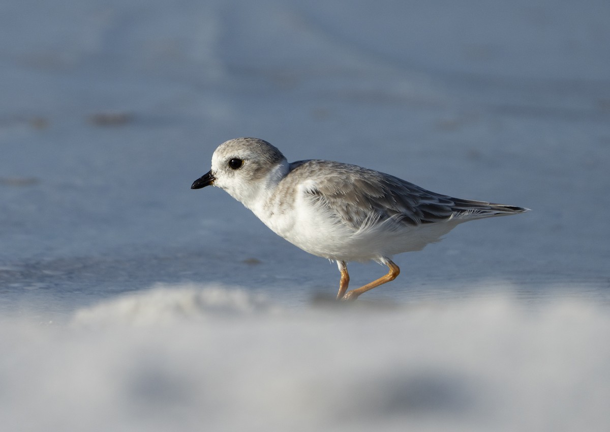 Piping Plover - ML642863627