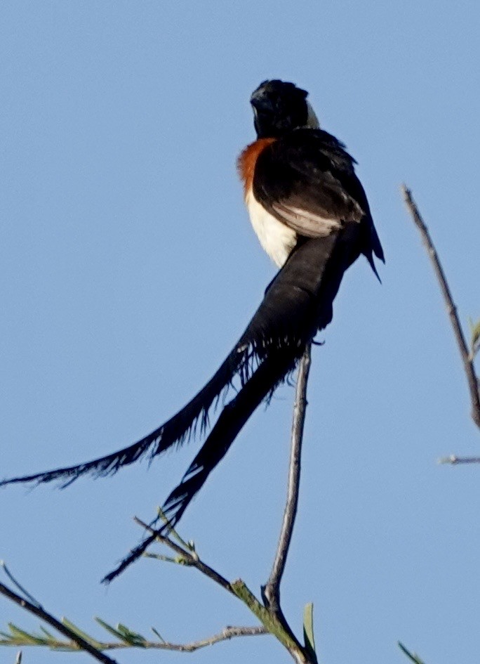 Eastern Paradise-Whydah - ML642863629