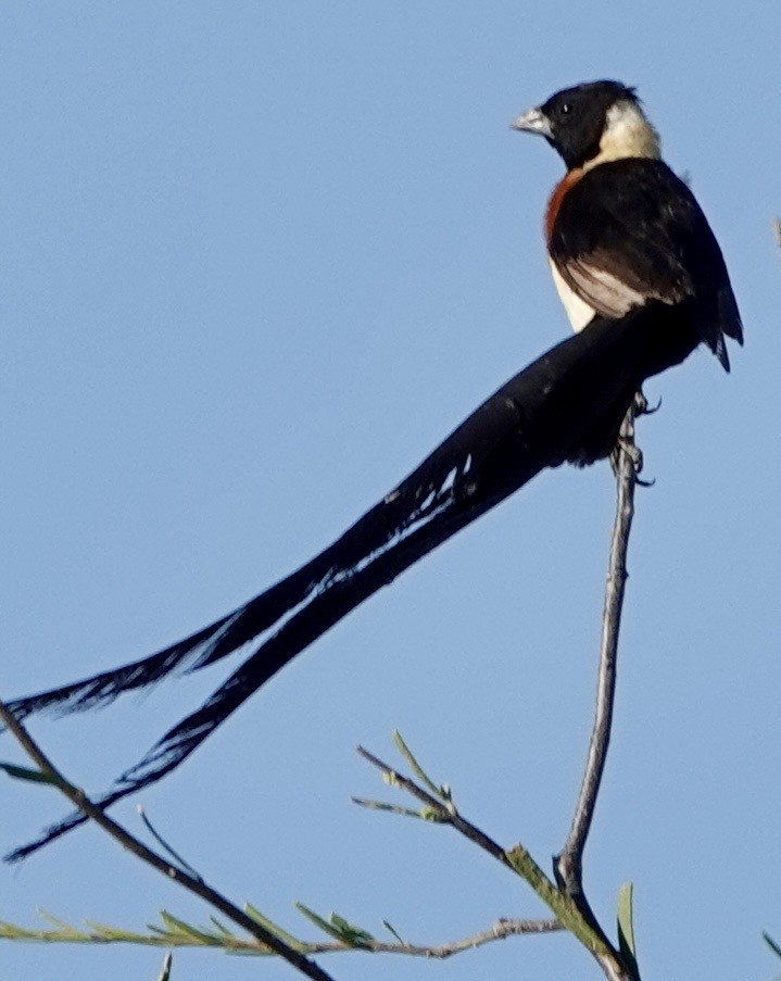 Eastern Paradise-Whydah - ML642863633