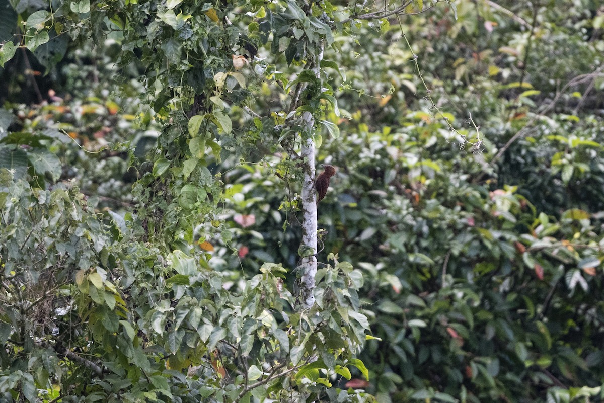 datel rezavý - ML642863634
