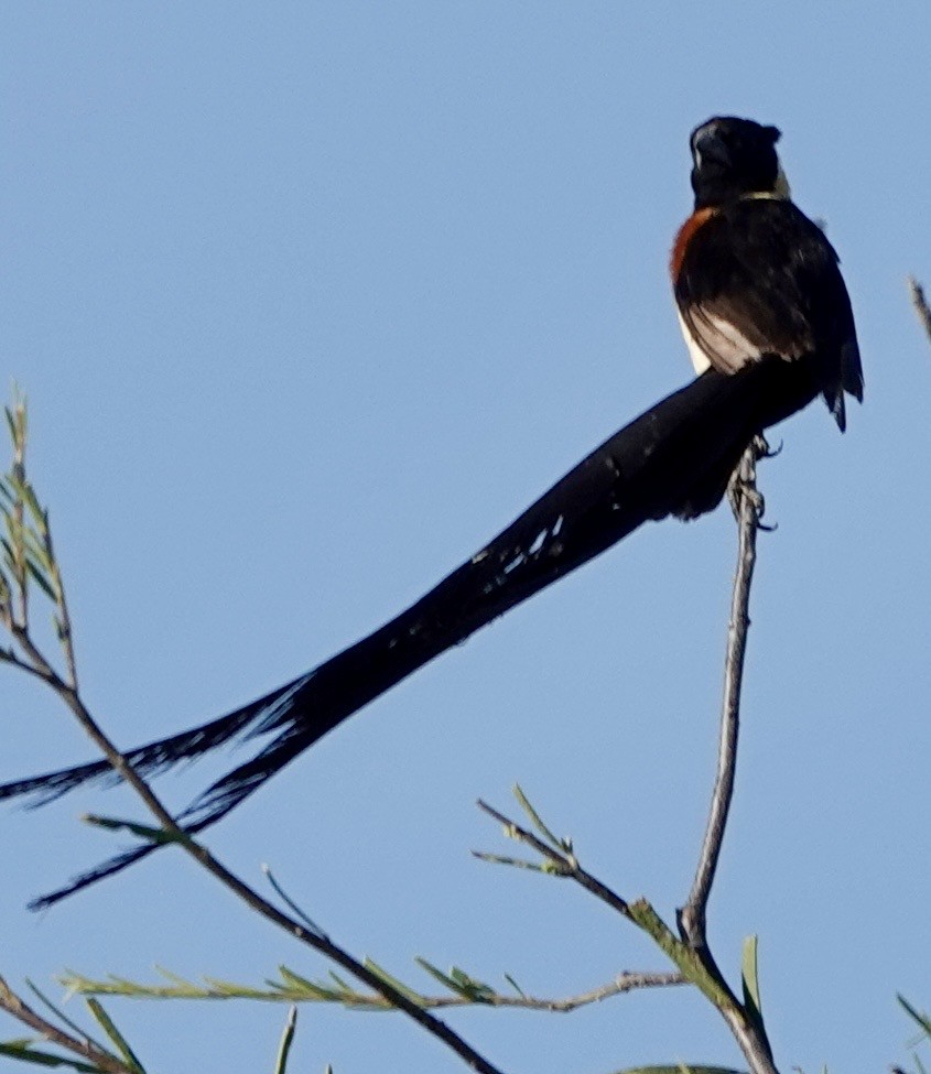 Eastern Paradise-Whydah - ML642863642