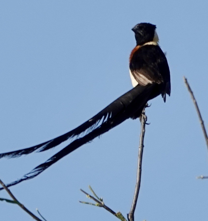 Eastern Paradise-Whydah - ML642863645