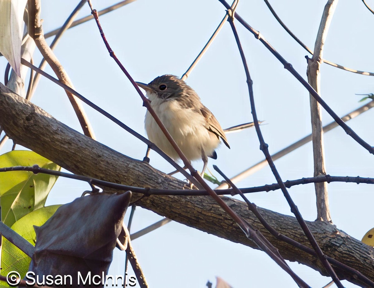 Red-backed Fairywren - ML642863648