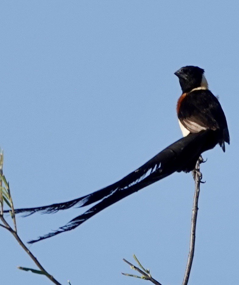 Eastern Paradise-Whydah - ML642863649