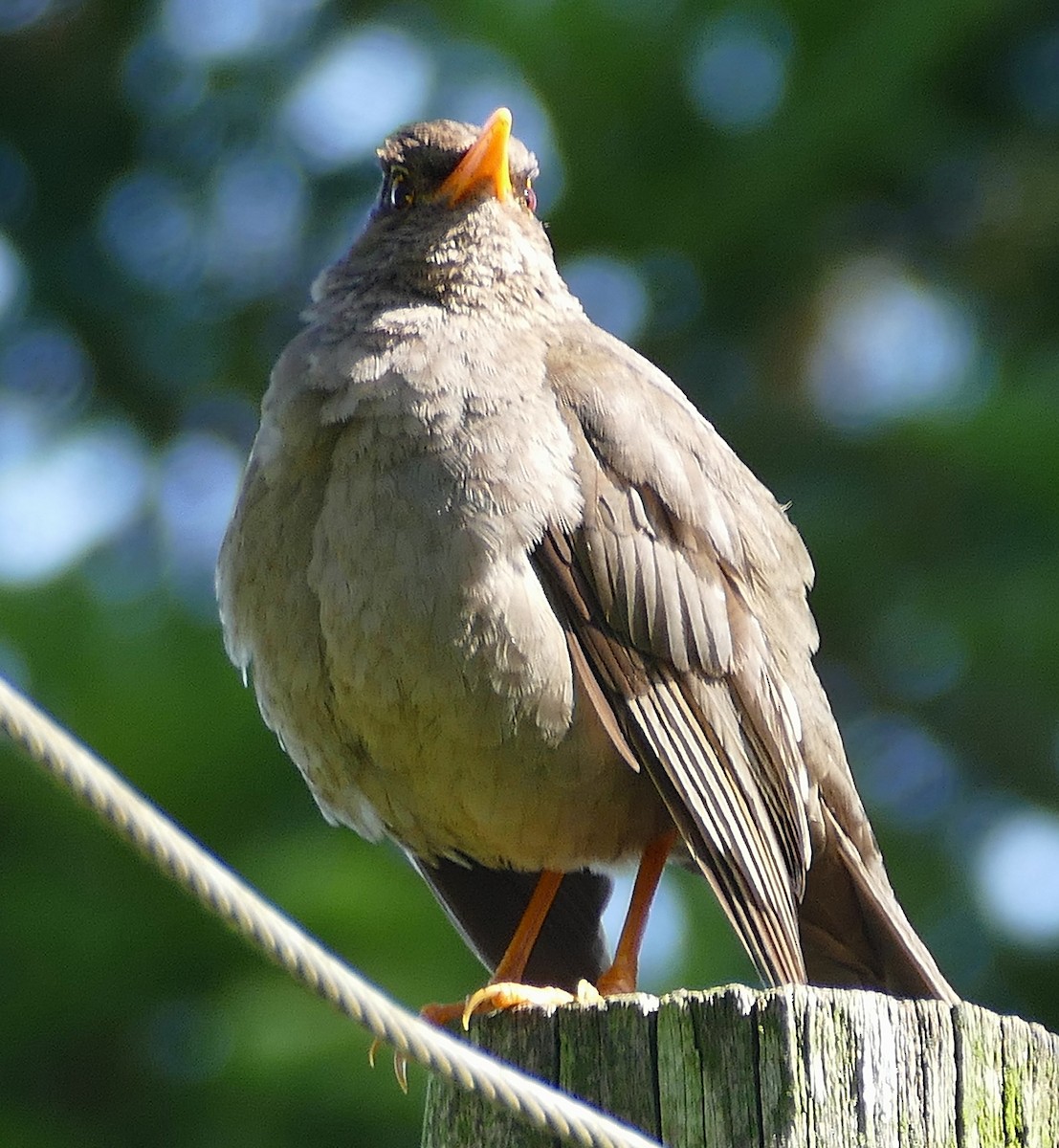 Great Thrush - ML642863650