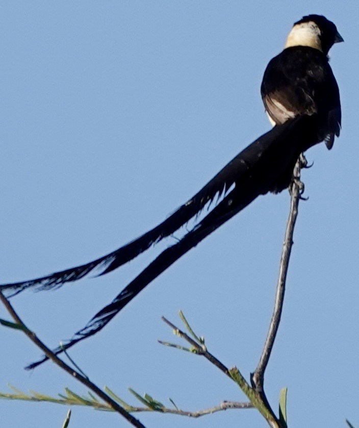Eastern Paradise-Whydah - ML642863652