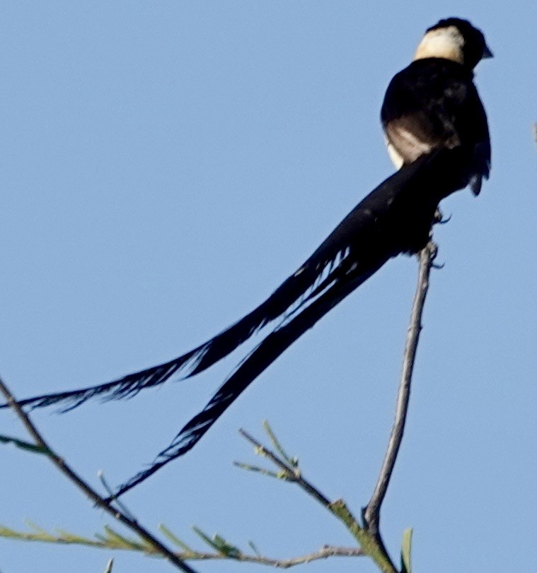 Eastern Paradise-Whydah - ML642863664