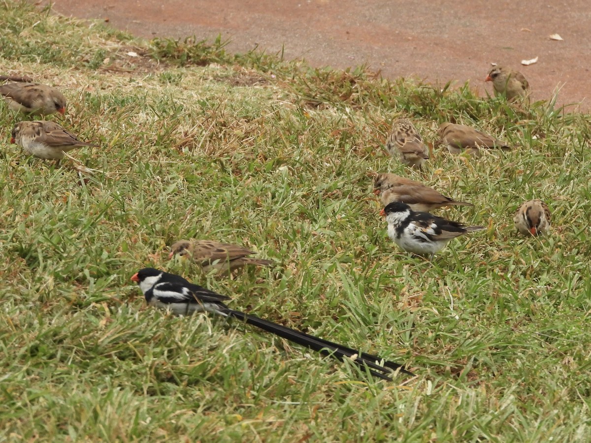 Pin-tailed Whydah - ML642863670