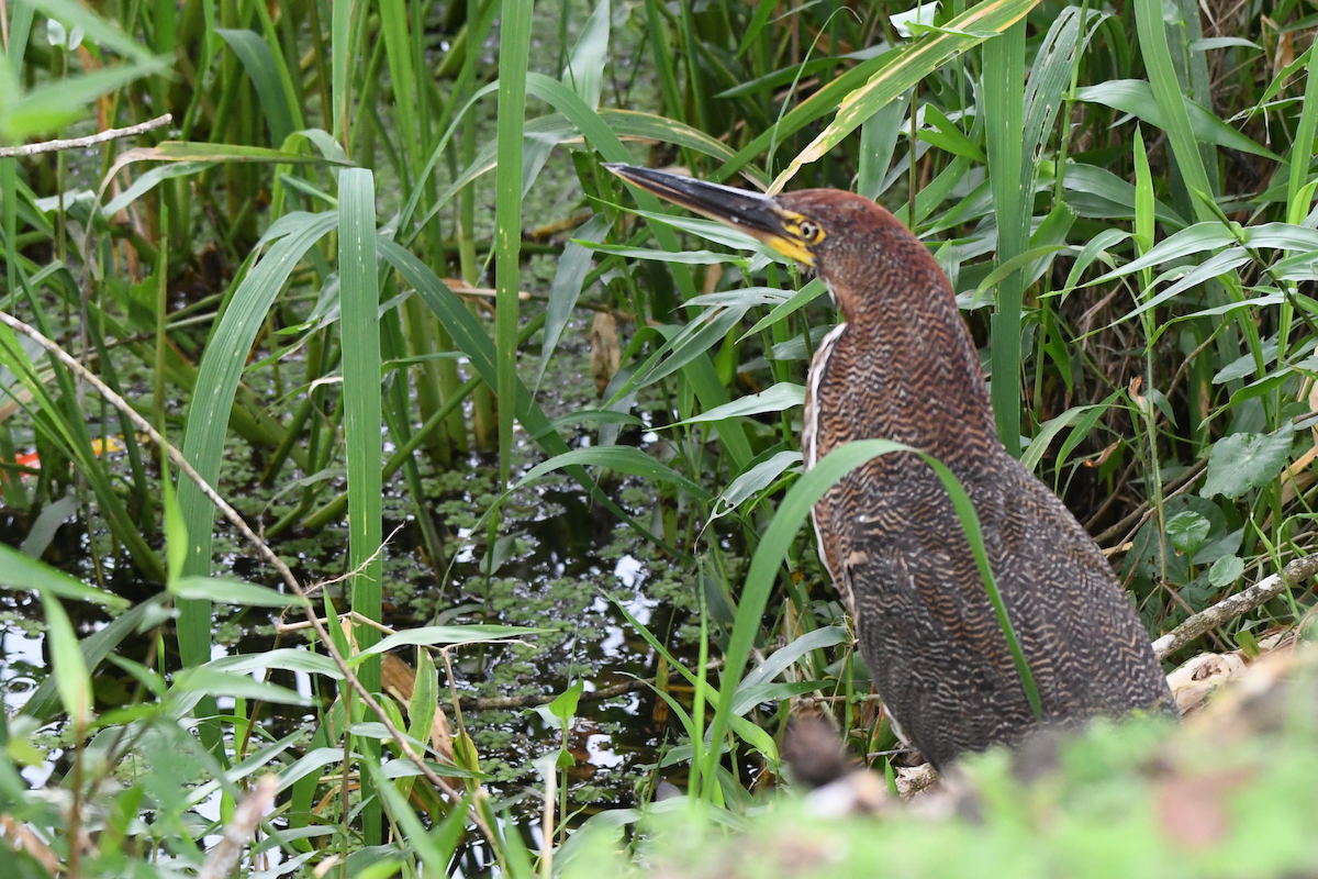 Rufescent Tiger-Heron - ML642863676