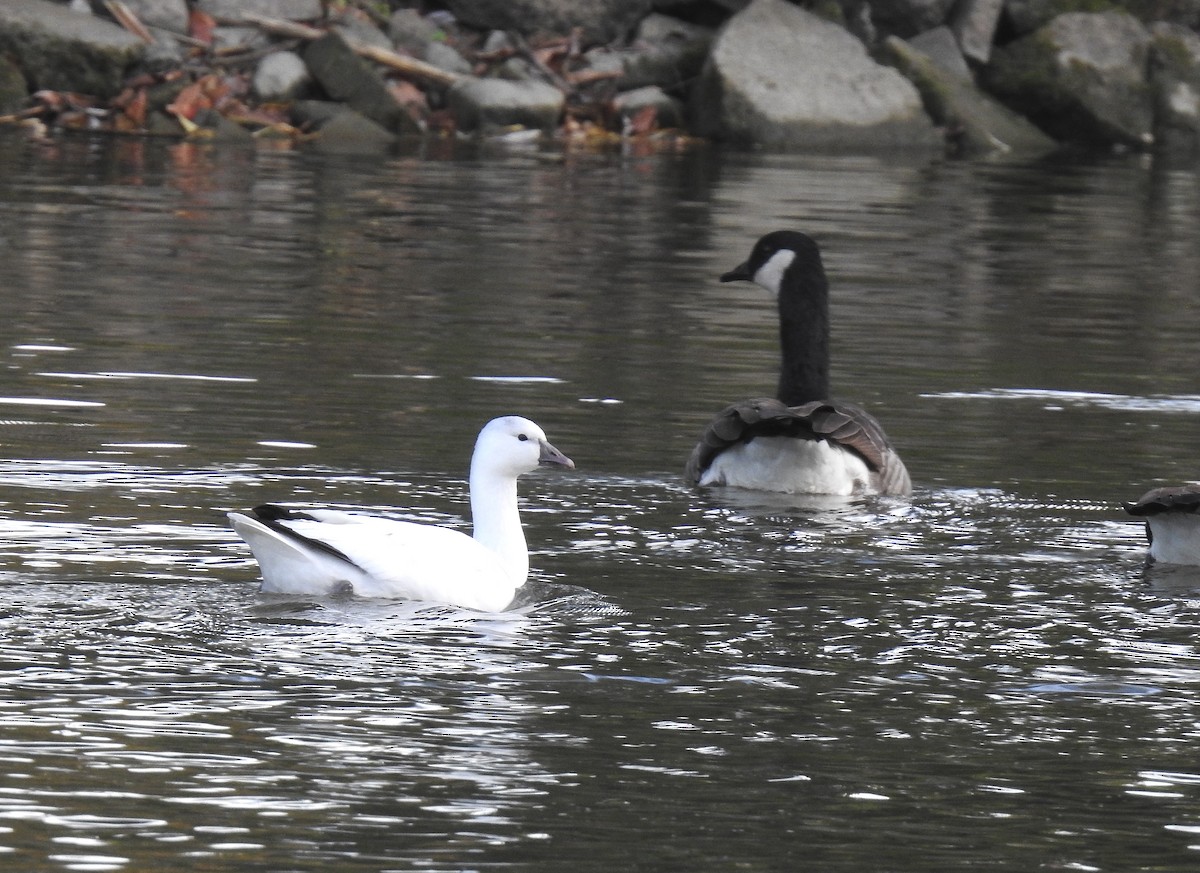 Ross's Goose - ML642863677