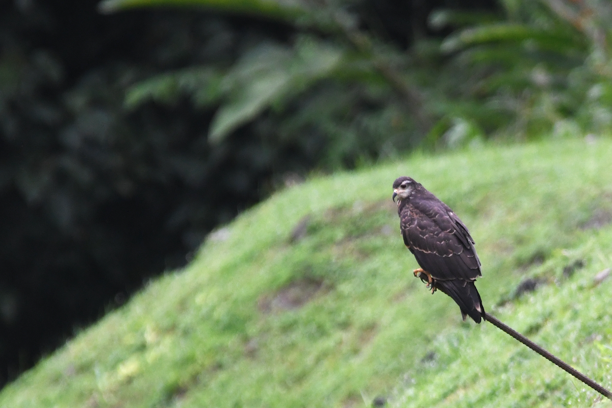Snail Kite - ML642863693