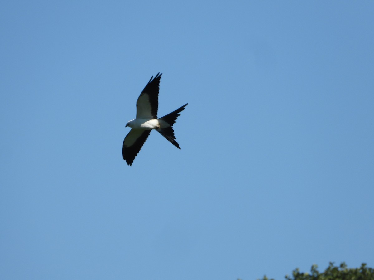 Swallow-tailed Kite - ML642863704