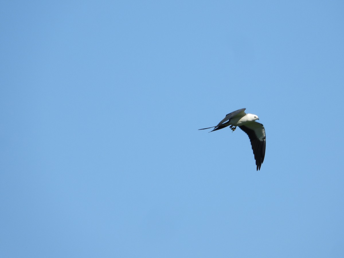 Swallow-tailed Kite - ML642863705