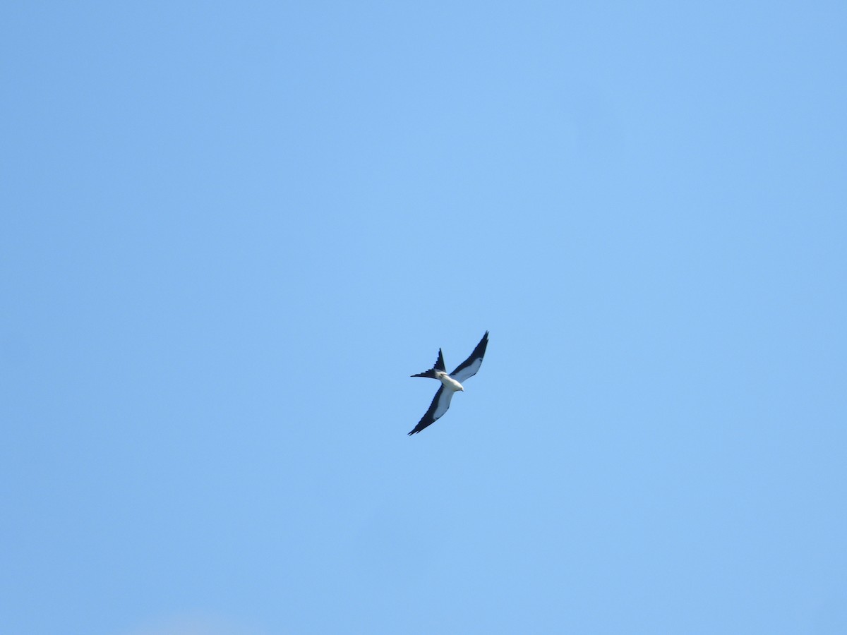 Swallow-tailed Kite - ML642863706
