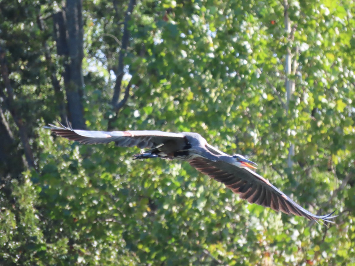 Great Blue Heron (Great Blue) - ML642863718