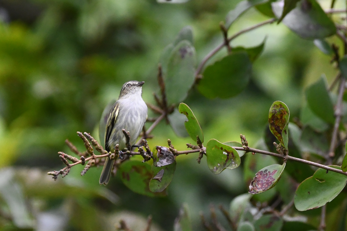 Mistletoe Tyrannulet - ML642863720
