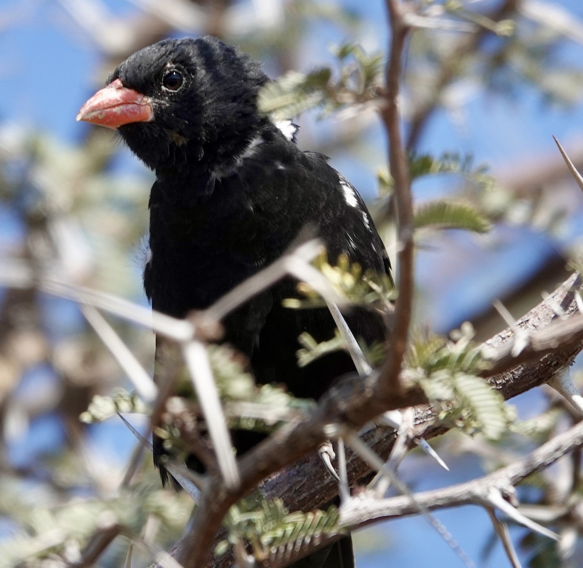 Red-billed Buffalo-Weaver - ML642863727
