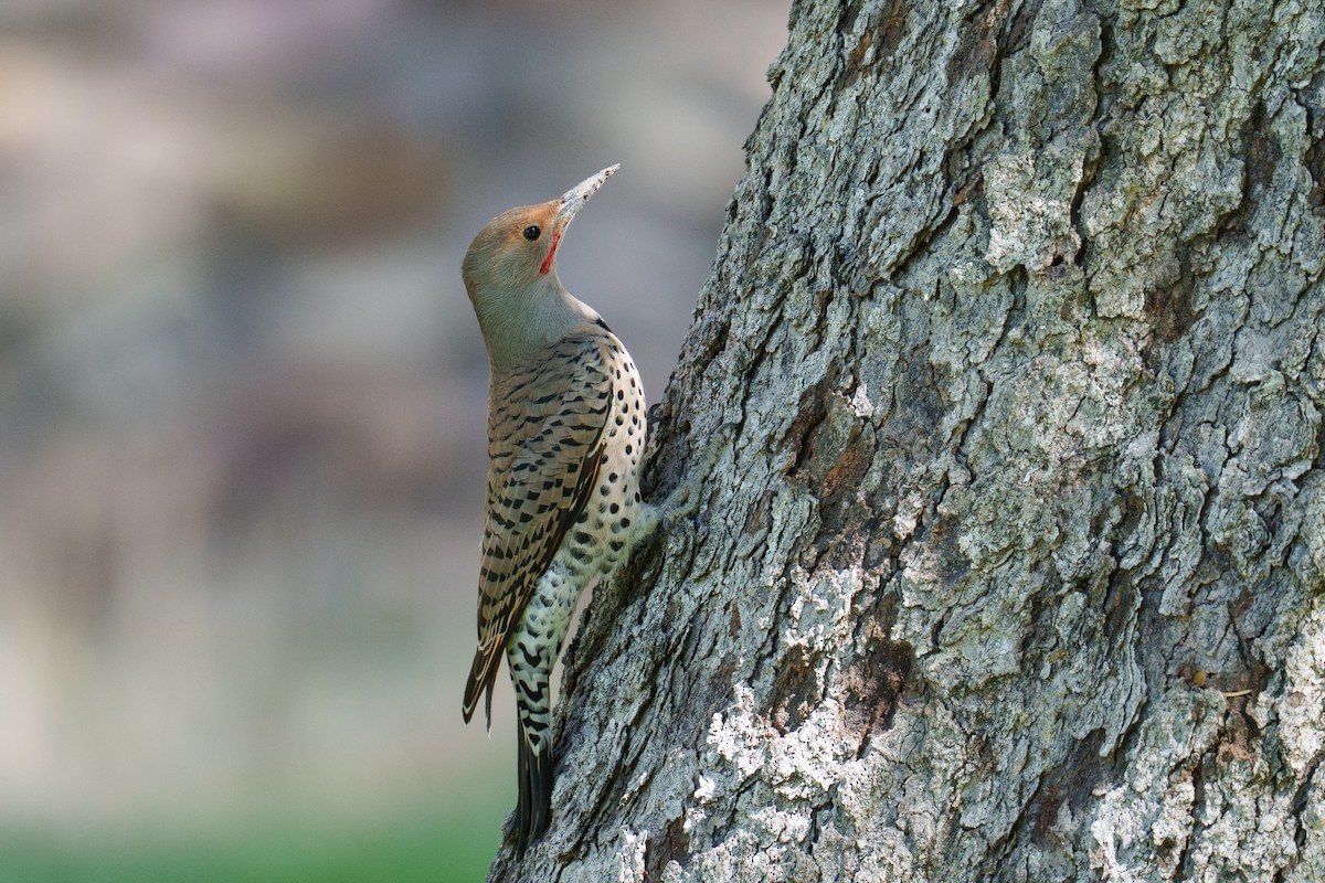 Northern Flicker (Yellow-shafted x Red-shafted) - ML642863728