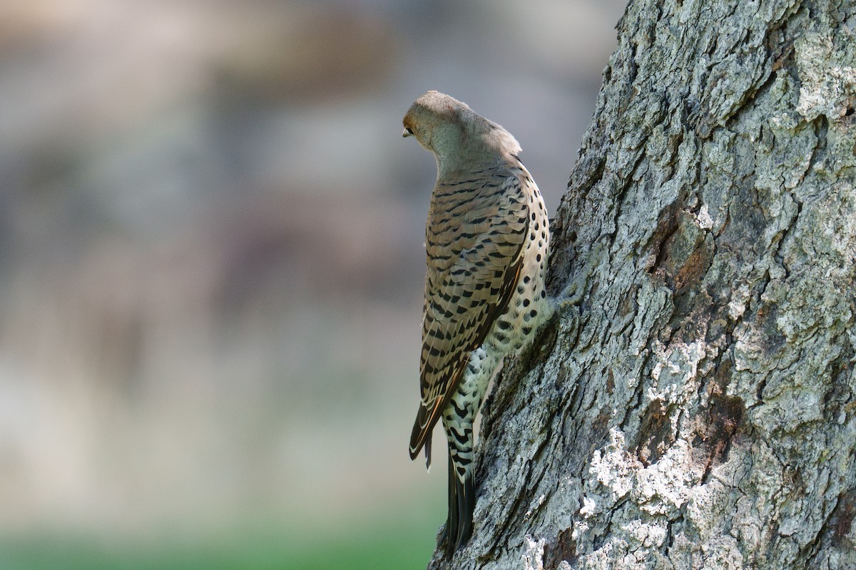 Northern Flicker (Yellow-shafted x Red-shafted) - ML642863729
