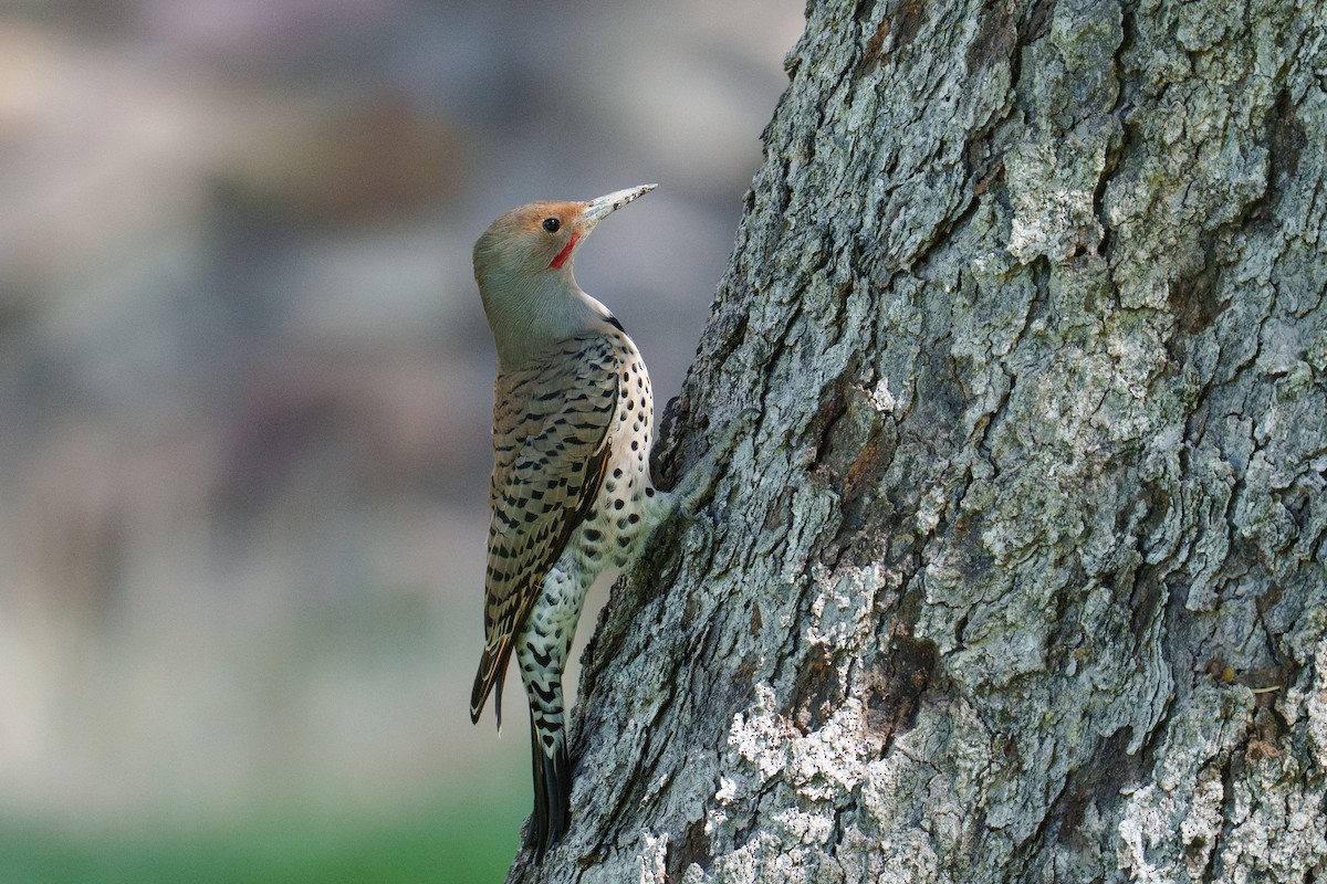 Northern Flicker (Yellow-shafted x Red-shafted) - ML642863730