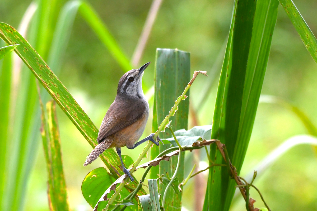 Isthmian Wren - ML642863732
