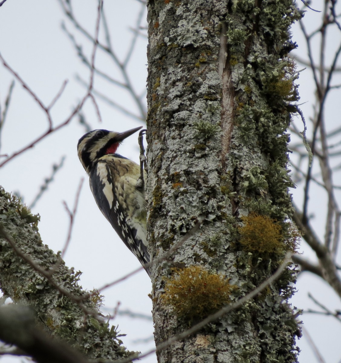 Yellow-bellied Sapsucker - ML642863736