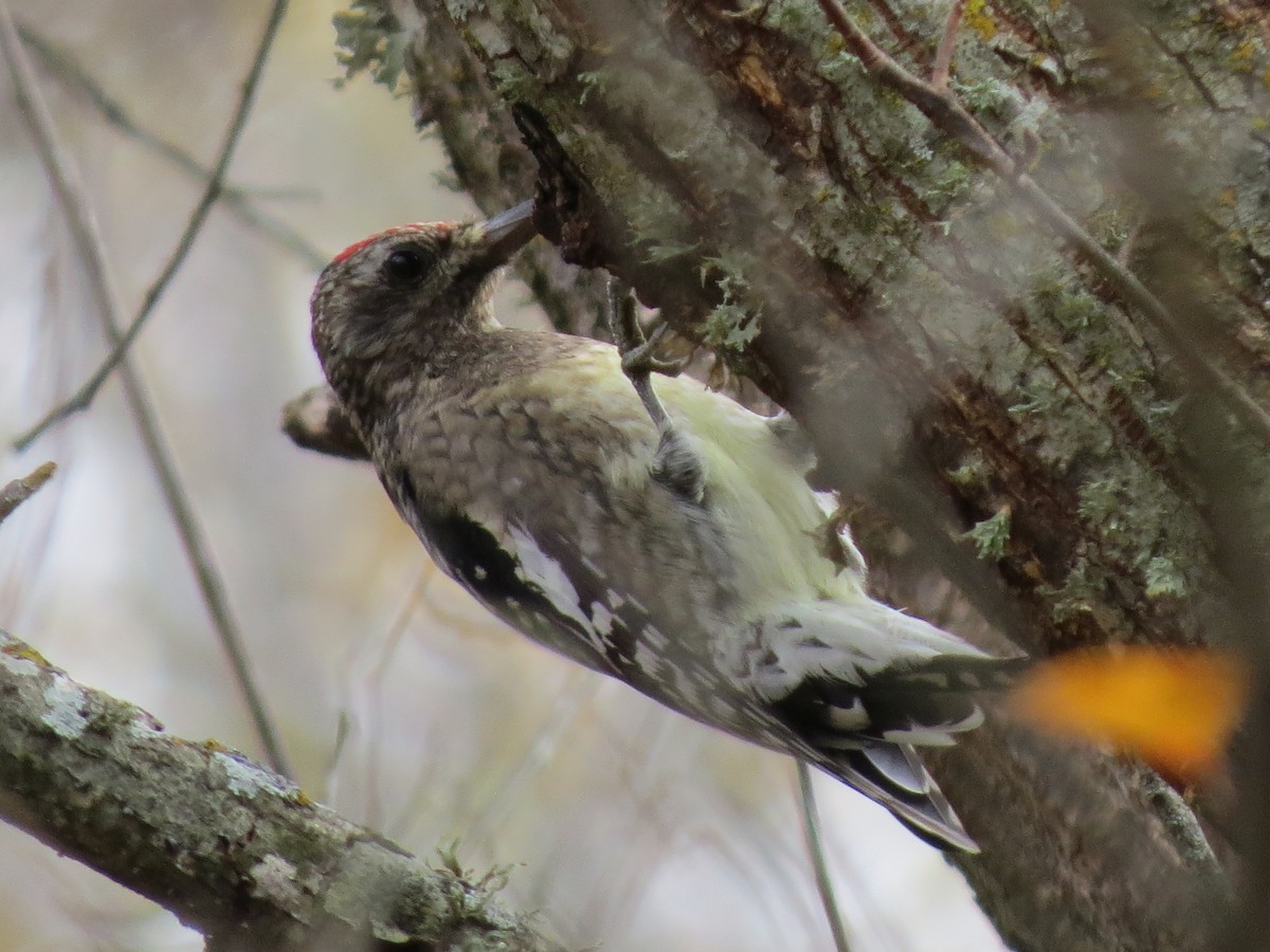 Yellow-bellied Sapsucker - ML642863737