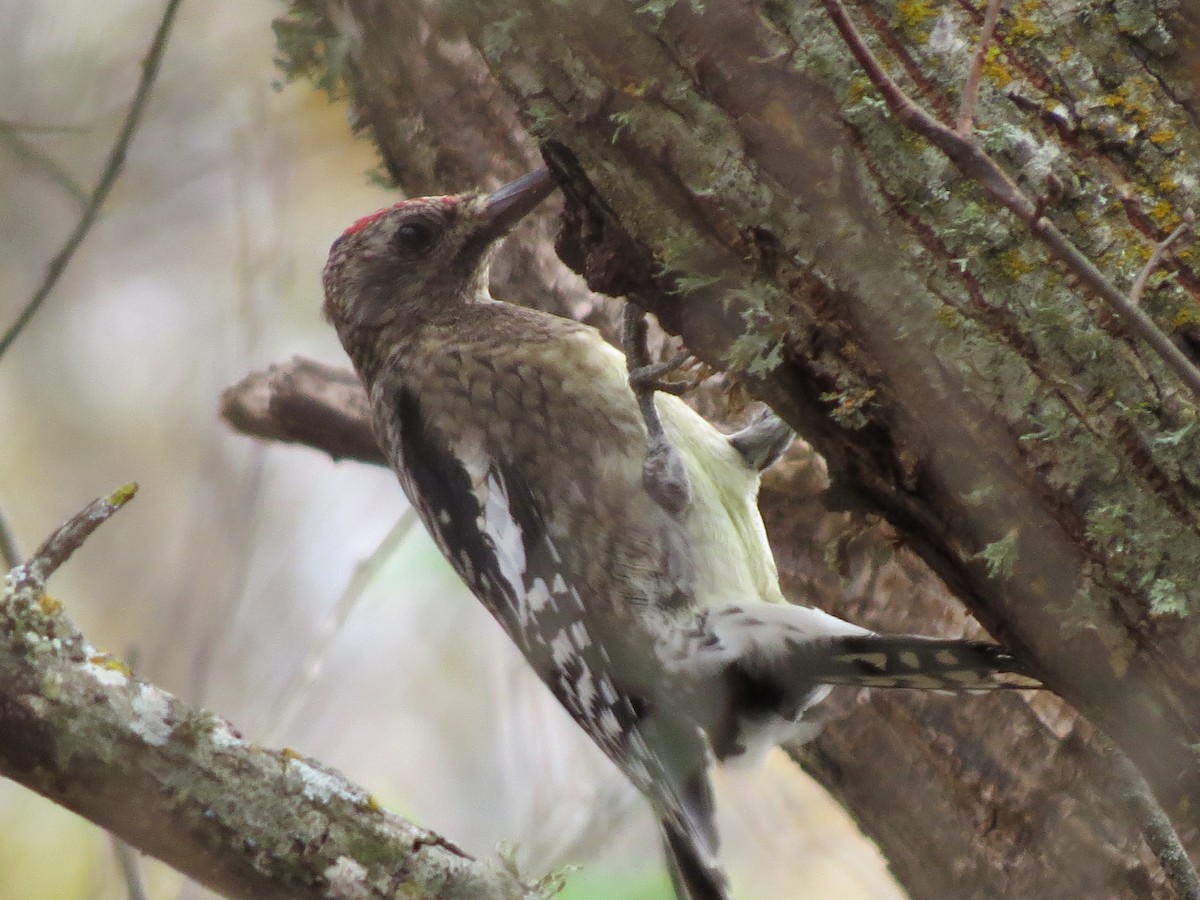 Yellow-bellied Sapsucker - ML642863739