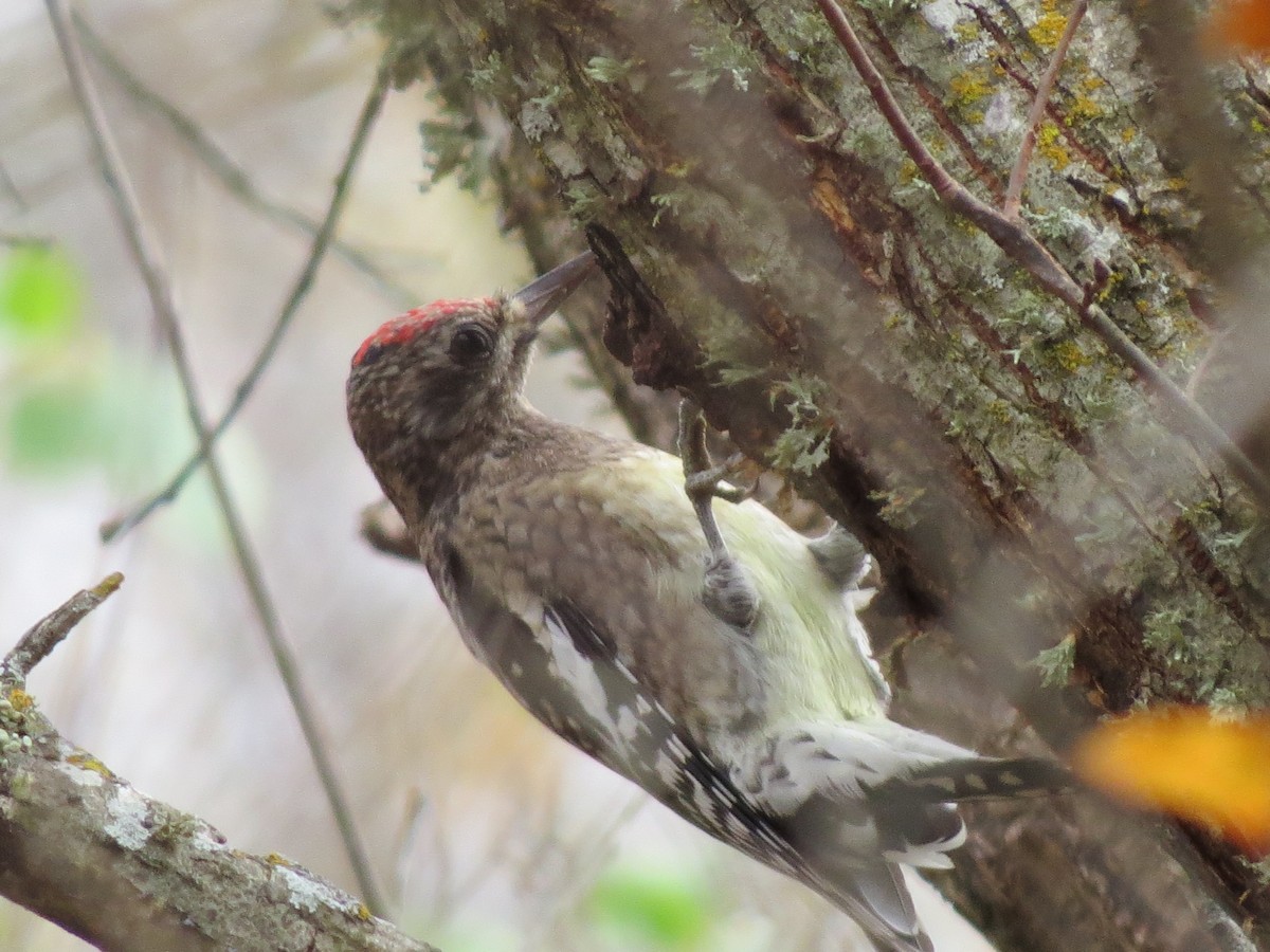 Yellow-bellied Sapsucker - ML642863740
