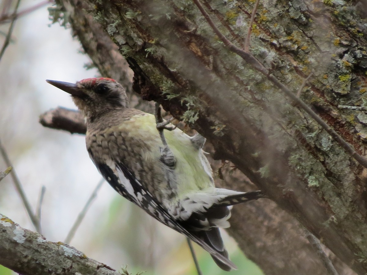 Yellow-bellied Sapsucker - ML642863741