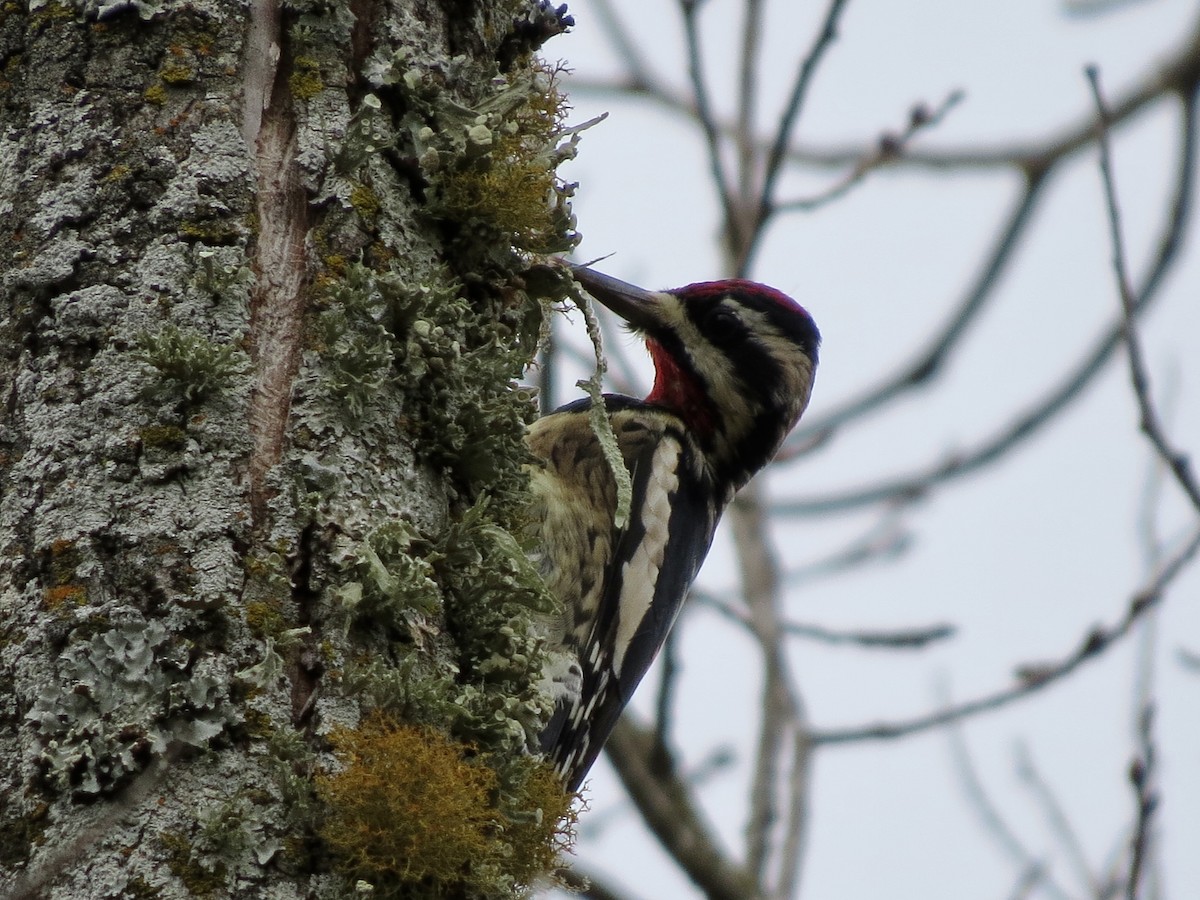 Yellow-bellied Sapsucker - ML642863742