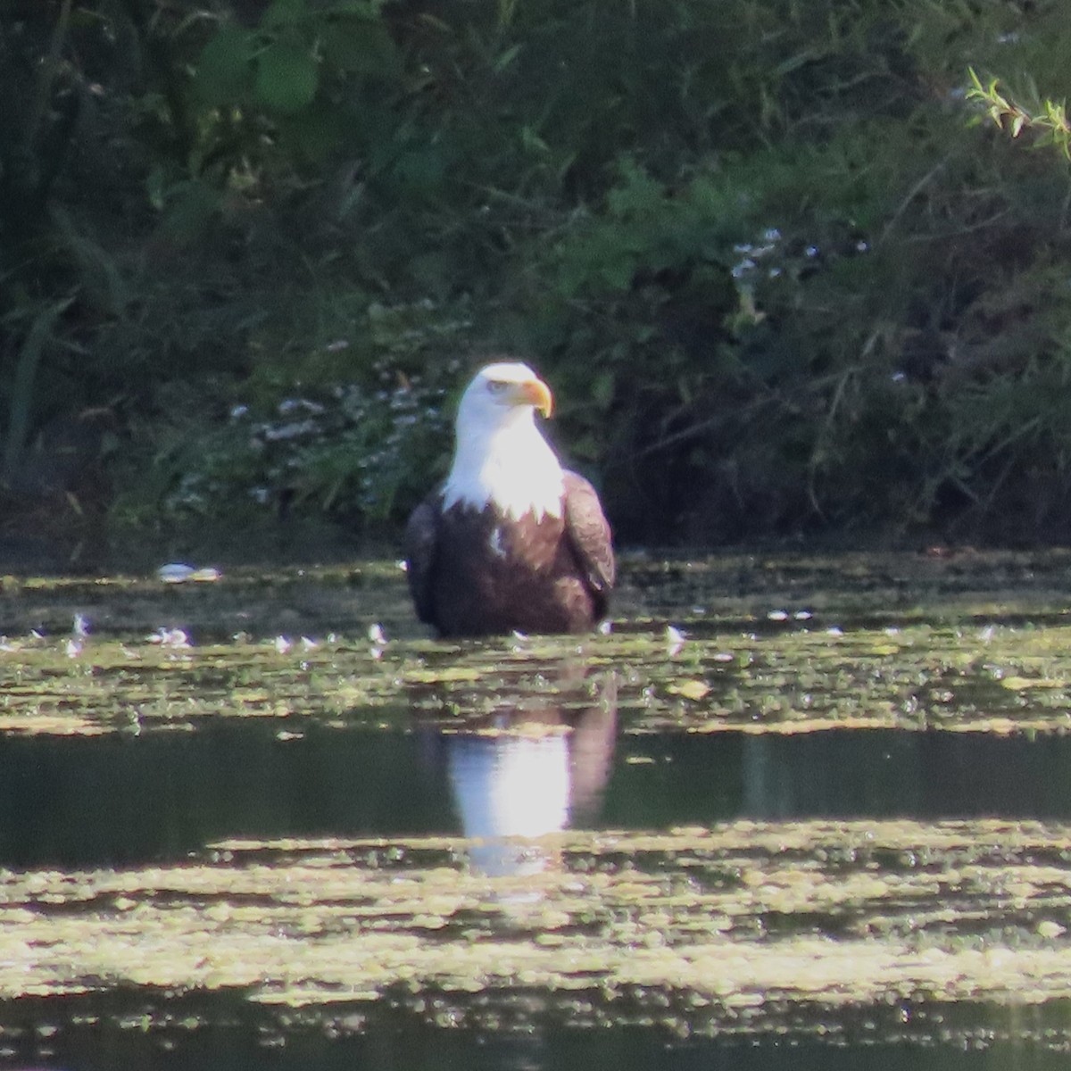 Bald Eagle - ML642863743