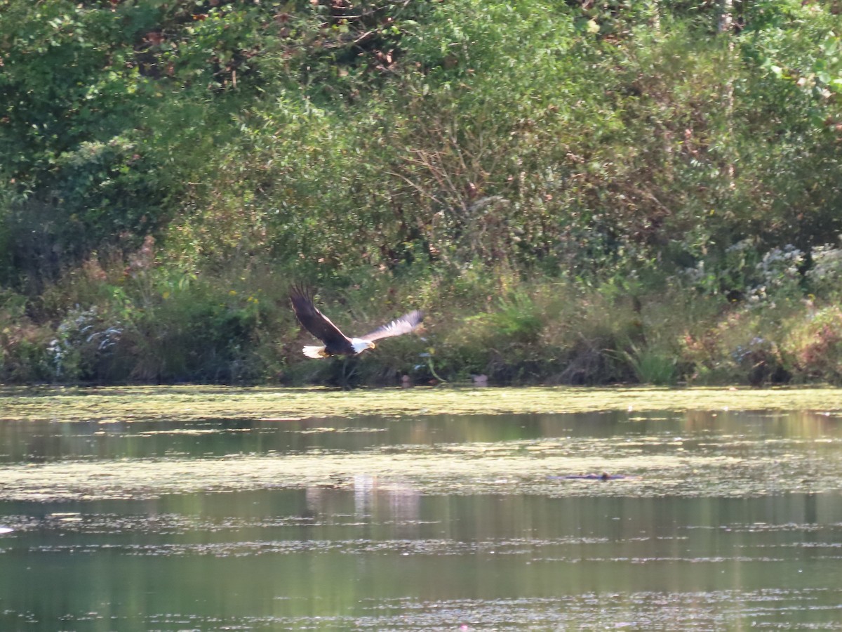 Bald Eagle - ML642863744
