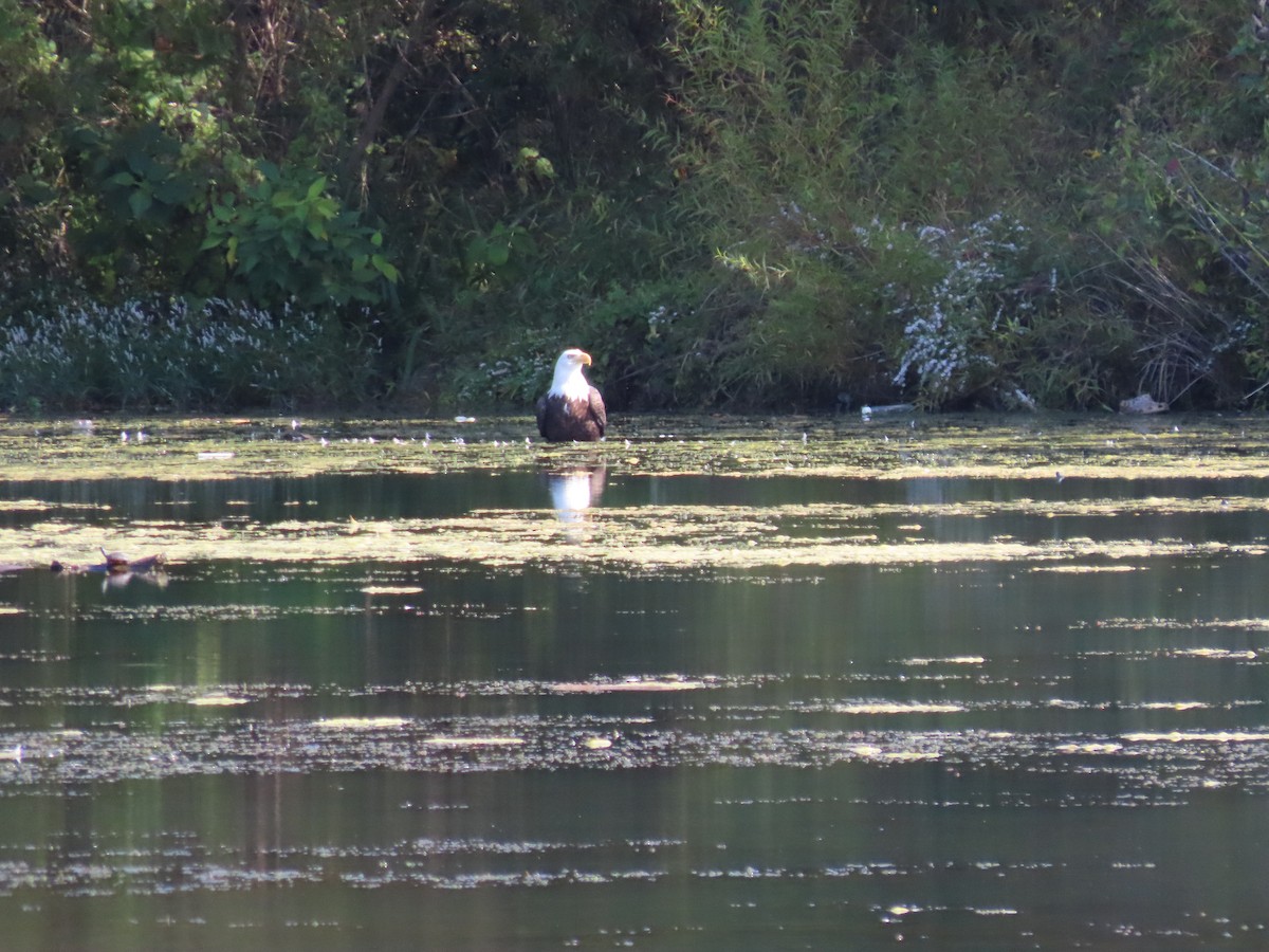 Bald Eagle - ML642863746