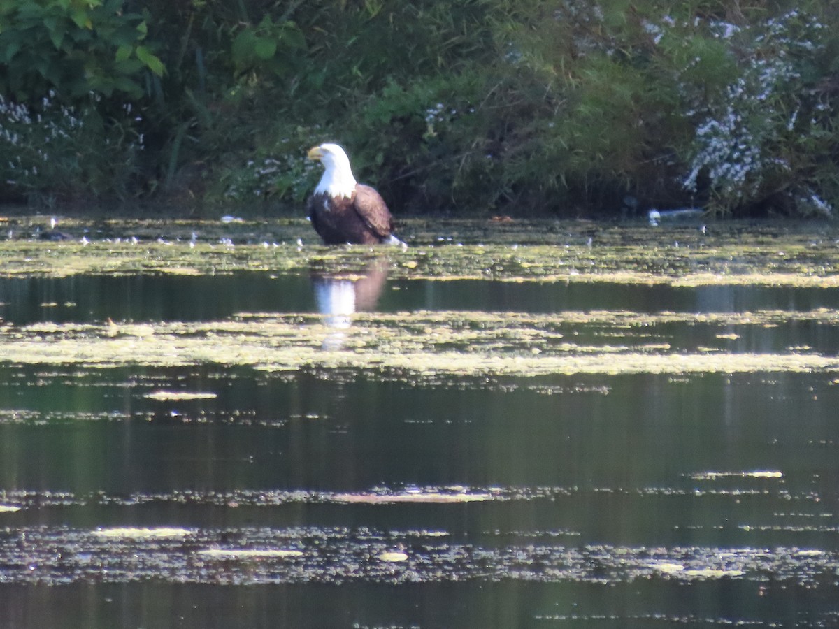 Bald Eagle - ML642863749