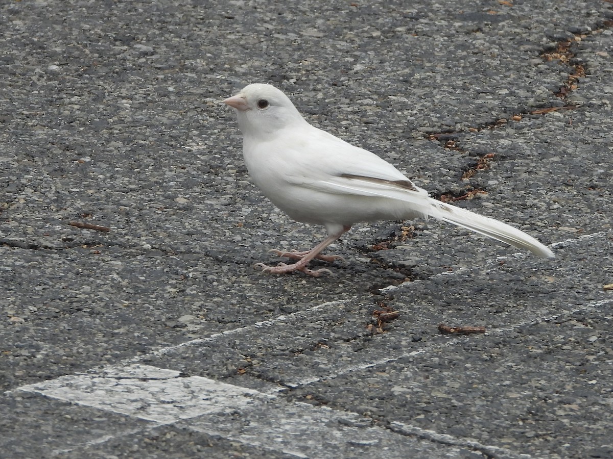 California Towhee - ML642863750