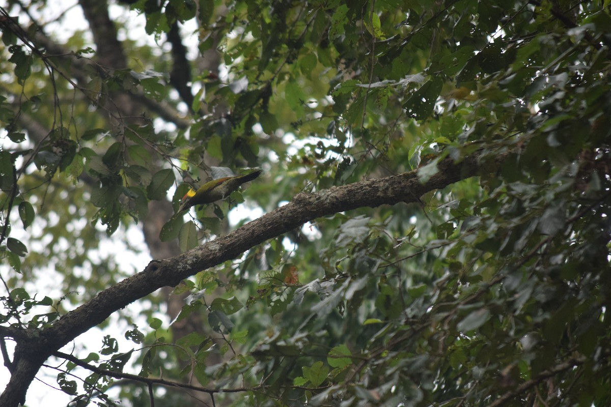 Lesser Yellownape - ML642863771