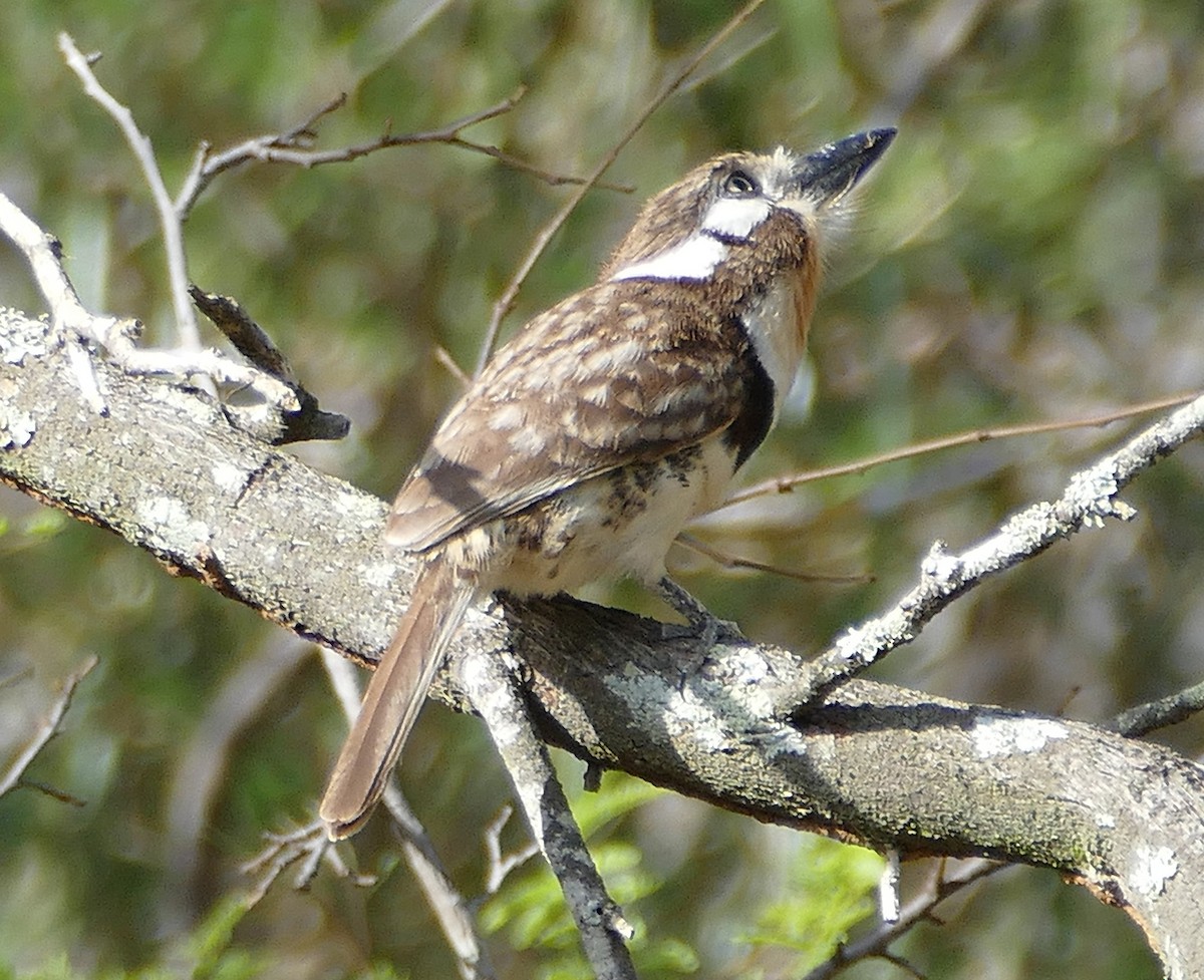 Russet-throated Puffbird - ML642863776