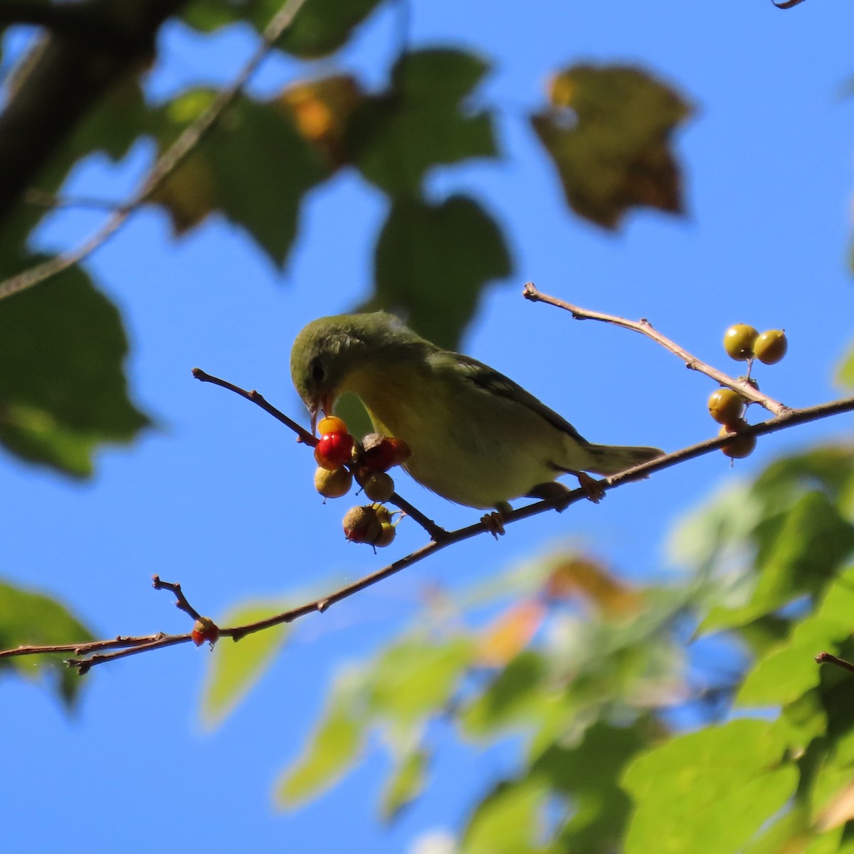 Northern Parula - ML642863780