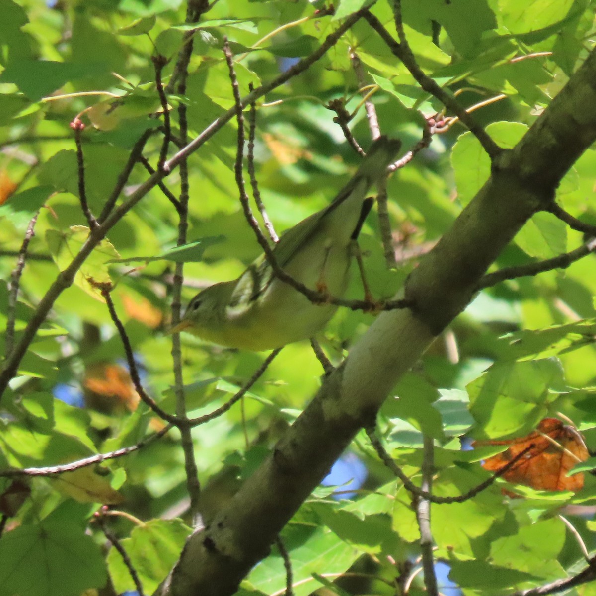 Northern Parula - ML642863782