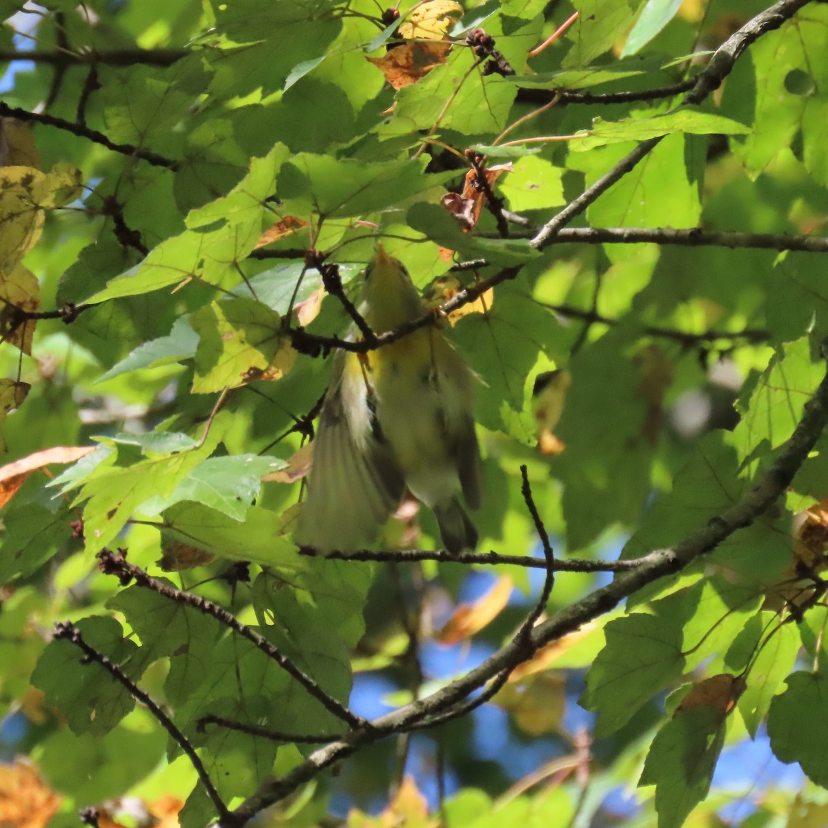 Northern Parula - ML642863783