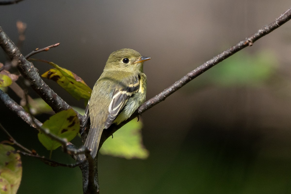 Yellow-bellied Flycatcher - ML642863791