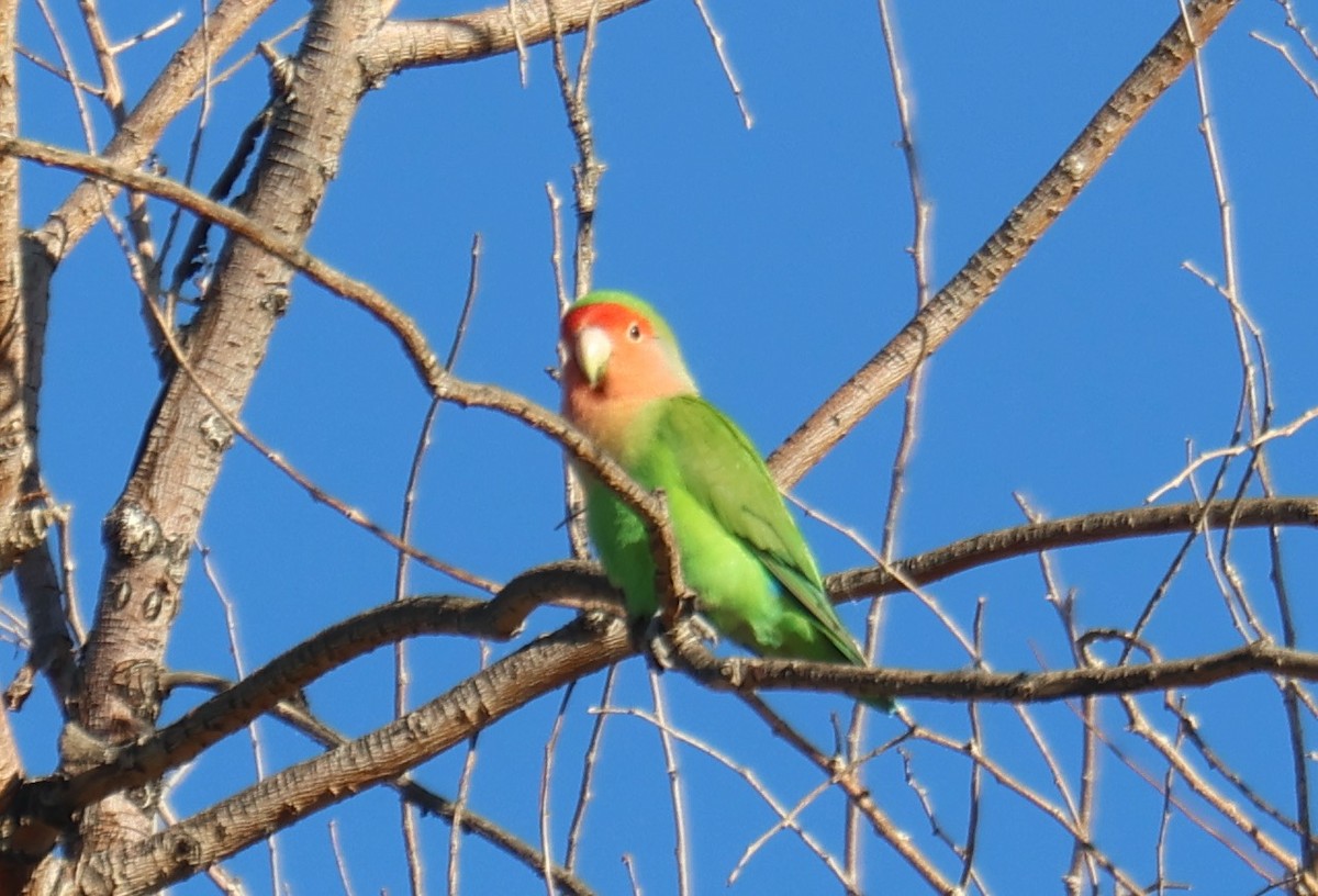 桃臉愛情鳥(馴化) - ML642863794