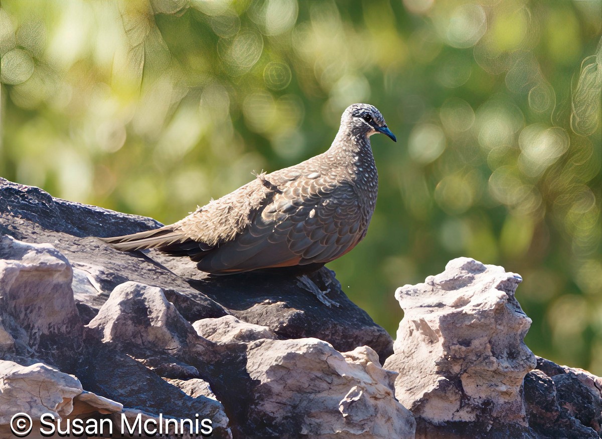 Chestnut-quilled Rock-Pigeon - ML642863795