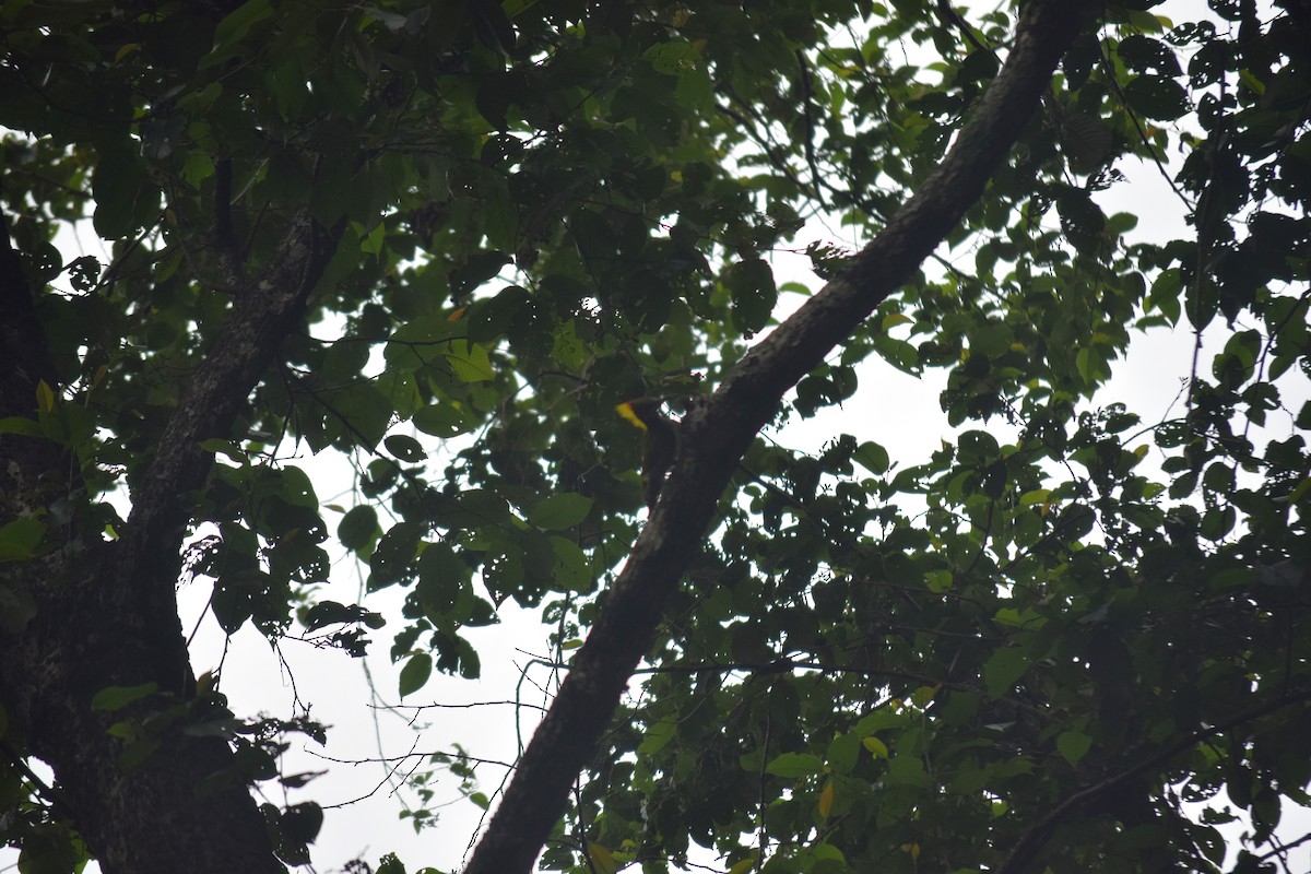 Lesser Yellownape - ML642863797