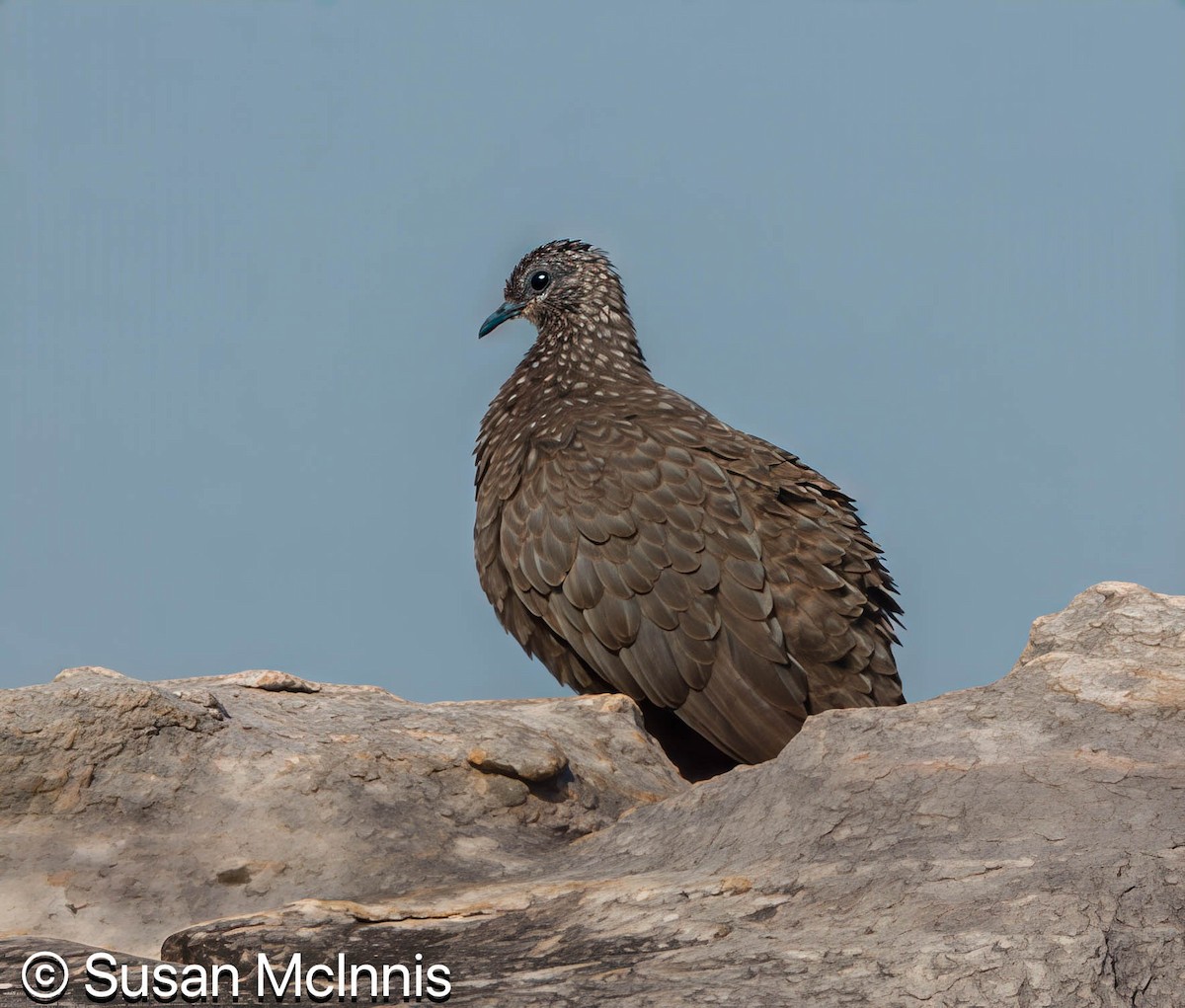 Chestnut-quilled Rock-Pigeon - ML642863804