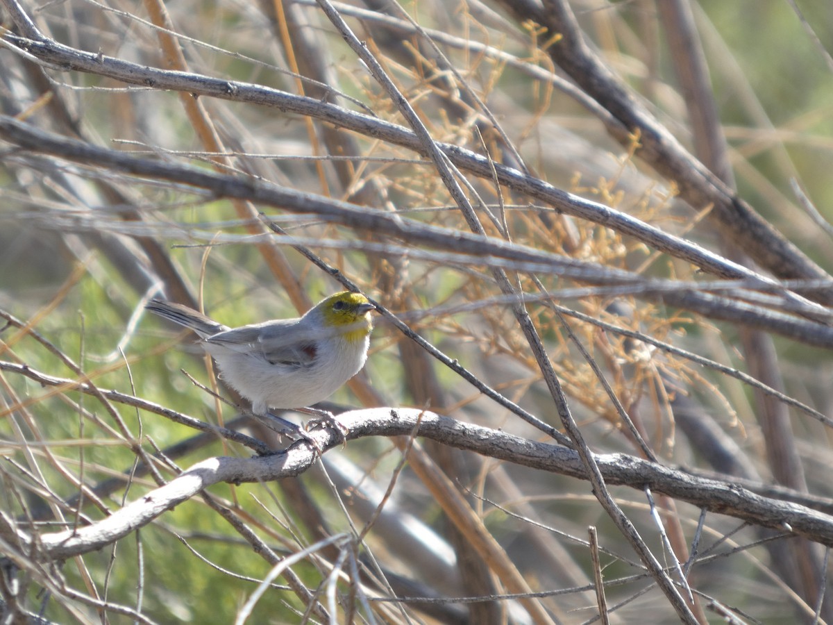 Auripare verdin - ML642863818